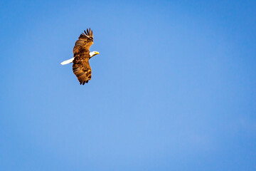 bald eagle flying wings spread