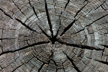 Cracks cover old wood hemp.