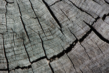 Fototapeta premium Cracks cover old wood hemp.