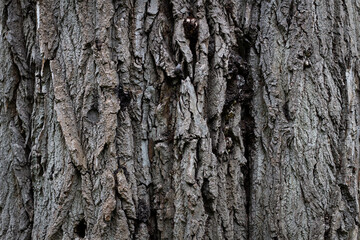 Naklejka premium Tree bark. Bark texture. The trunk is wood. Tree bark background