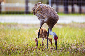 Obraz na płótnie Canvas sandhill crane with her baby chick