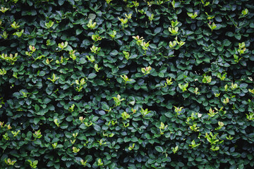 Foliage background. A wall of leaves. Nature. Plants.