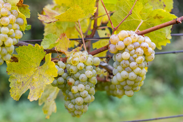 Grapes Riesling in autumn vineyard, Southern Moravia, Czech Republic