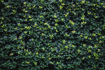 Foliage background. A wall of leaves. Nature. Plants.