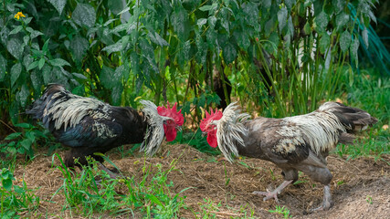 Black cocks fighting in nature