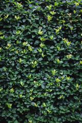Foliage background. A wall of leaves. Nature. Plants.