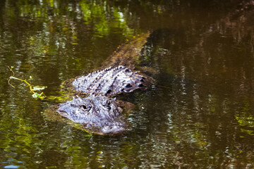 alligaor swimming towards the camera