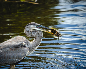 great blue heron eating a fish

