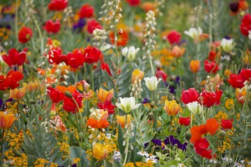 Fototapeta premium Blumenwiese
