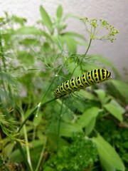 caterpillar on a leaf