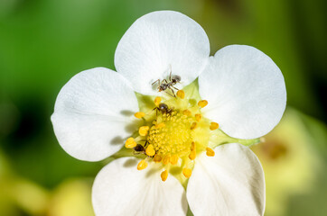 White petals of strawberry flower with ants on a sunny day.