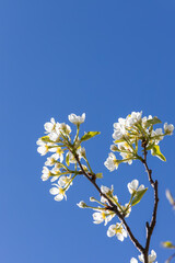 flowers and buds of fruit trees in spring