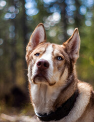 portrait of my husky lab cross