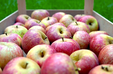 Geerntete Äpfel in einer Kiste, Ernte, Obstbau, Apfelanbau, Landwirtschaft, Ernährung, Bio