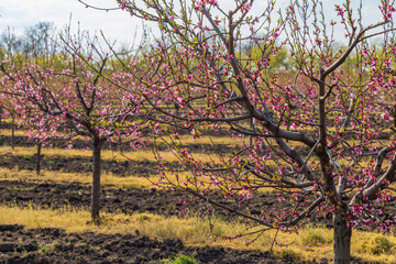 Blooming peach orchard near Valtice, Southern Morava, Czech Republic