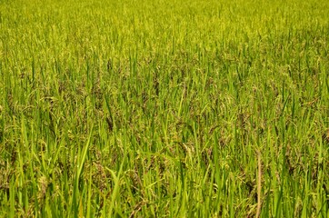 close up of asia rice field growing, plant, plantation, food, farm, farming