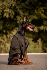 Beautiful dog Doberman Pinscher breed with autumn forest