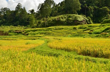 indonesia rice field, food of cereal grain corn bran wheat oats foodgrain. With landscape and rice terrace