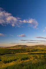Fototapeta premium Vineyards under Palava near Dolni Dunajovice, Southern Moravia, Czech Republic