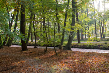 View on Beech Trees (Fagus sylvatica) in a forest at the edge of a small ditch