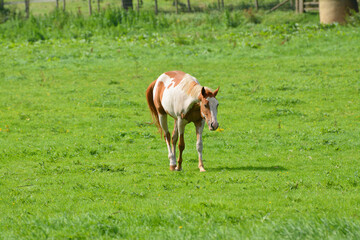 Naklejka na ściany i meble unusual white and tan horse grazing in an English field