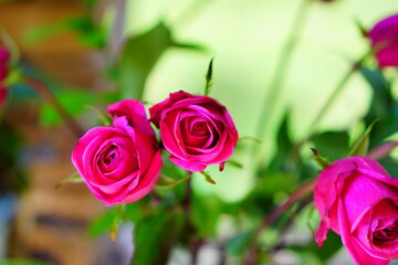 Beautiful special pink rose flower and green leaf	