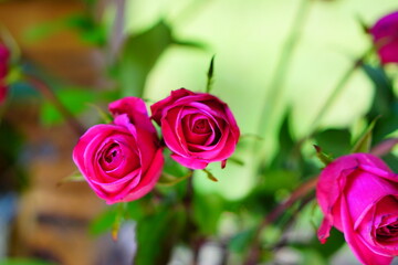 Beautiful special pink rose flower and green leaf	
