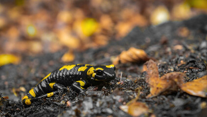 Fire Salamander (Salamandra Salamandra) 