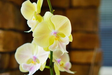 beautiful orchid flower in bloom	