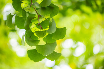 Fototapeta na wymiar Outdoor Japanese ginkgo biloba leaves, Closeup.