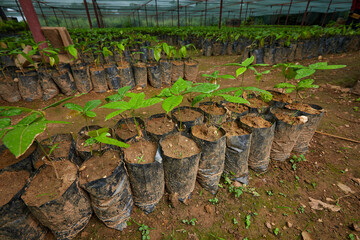 Cocoa nursery plants
