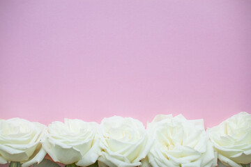 Layout of delicate white roses on a pink background. High quality photo