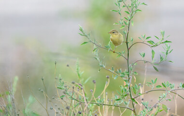 Willow warbler (Phylloscopus trochilus) perched legs spread apart in Goosefoot plant Portugal
