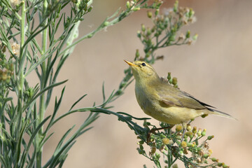 Willow warbler Phylloscopus trochilus on wild plant looking up