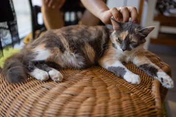 Fototapeta na wymiar Closeup of cute domestic house cat felis catus relaxing indoor at home sitting on table.