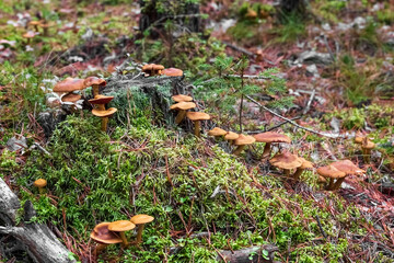 Honey mushrooms grow on a tree stump. Mushroom picking.