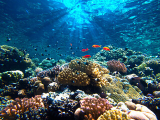 Colorful coral reef and tropical fishes