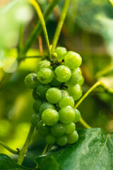 kiść winogron białych naturalnych w ogrodzie