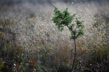 Samotna siewka zielonego jałowca wśród jasnej szarości leśnych traw. Krajobraz jesienny. Rozmyte tło, bokeh, winieta. - obrazy, fototapety, plakaty