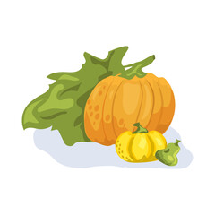 Bright multi-colored pumpkins of various shapes on a white background
