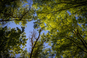 Paisaje de bosque verde oscuro.Hermoso bosque con suelo cubierto de musgo y rayos de sol a través de los árboles