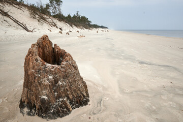 Pozostałości dębów liczących trzy tysiące lat na jednej z bałtyckich plaż. Pnie...