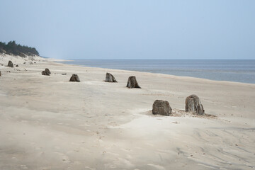 Pozostałości dębów liczących trzy tysiące lat na jednej z bałtyckich plaż. Pnie odsłonięte przez sztorm. Pochmurny dzień.