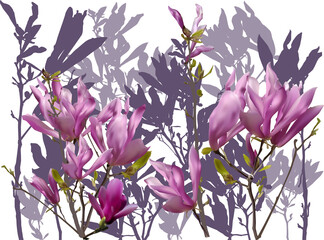 pink magnolia flowers with shadows isolated on white