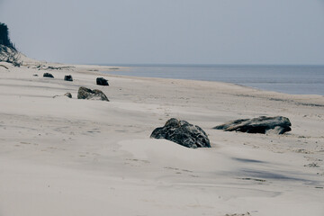 Pozostałości dębów liczących trzy tysiące lat na jednej z bałtyckich plaż. Pnie...