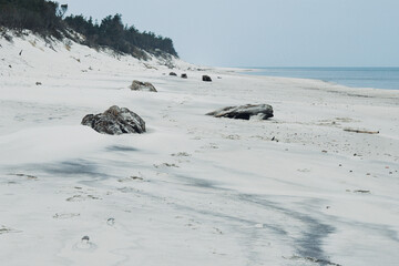 Pozostałości dębów liczących trzy tysiące lat na jednej z bałtyckich plaż. Pnie odsłonięte przez sztorm. Pochmurny dzień. © Tomasz