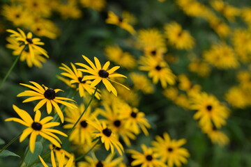 Yellow rudbeckia flowers on bokeh flowers background, black eyed susans, bokeh empty space for text, floral coneflowers background. - obrazy, fototapety, plakaty