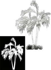 palm two outlines isolated on white and black background