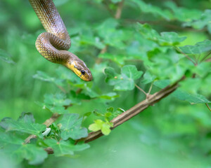Naklejka na ściany i meble Zamenis longissimus (Aesculapian snake)