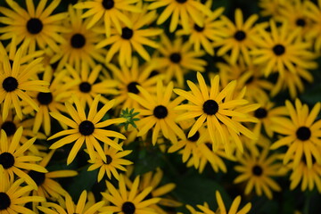 Rudbeckia yellow flowers field, coneflowers in summer garden, black eyed susans blooming, yelow floral background, horizontal.
